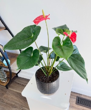 Anthurium 