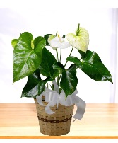 Anthurium Plant Basket With a Ribbon