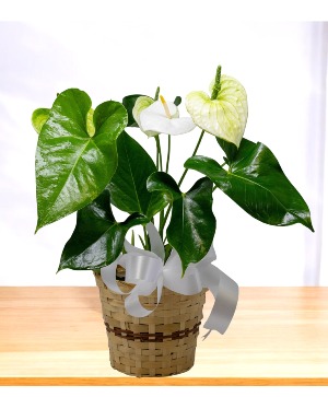 miniature house plants Dollhouse Plants DIY Kit  iLAND