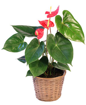 Anthurium House Plant