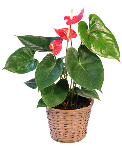 Anthurium House Plant
