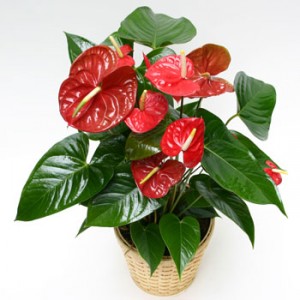 Anthurium 