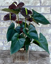 ANTHURIUM IN CERAMIC Indoor Blooming Plant