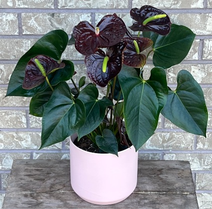 ANTHURIUM IN CERAMIC Indoor Blooming Plant