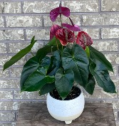 ANTHURIUM IN CERAMIC Indoor Blooming Plant