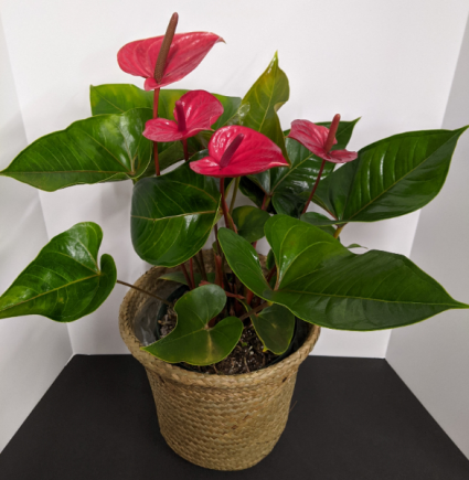 Anthurium Plant