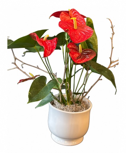 anthurium magnificum x besseae Anthurium Besseae aff x Papillilaminum – TEG