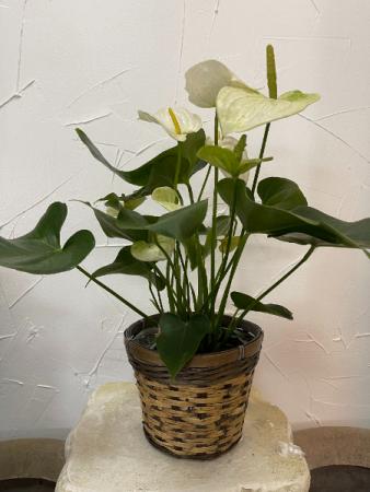 Anthurium Plant