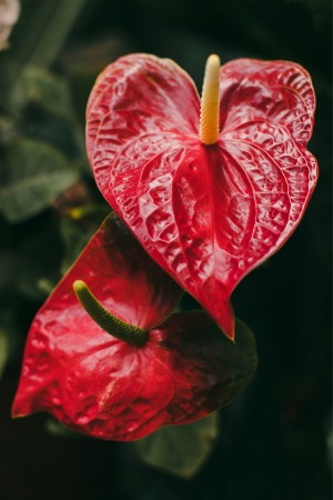 Anthurium Plant 