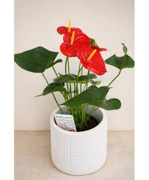 Anthurium Plant