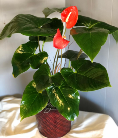 Anthurium Plant  Plant