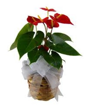 Anthurium Plant  tropical Plant 