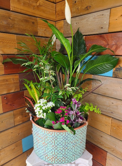 Magical RainForest XL 