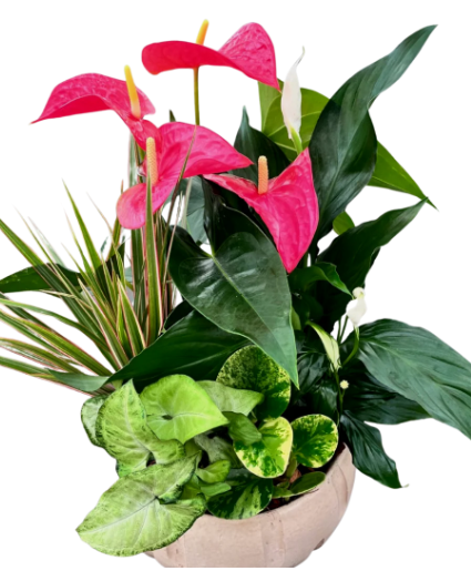 Anthurium Planter Garden  