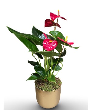Anthurium - Red/Pink Plant