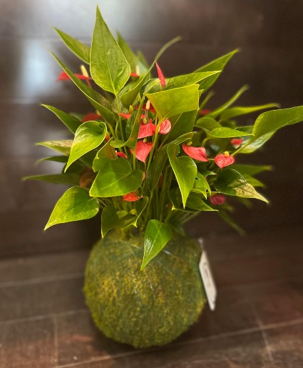 Anthuriums KOKEDAMA medium 