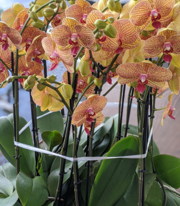 Autumnal Orchids Potted Plant in San Rafael, CA | BURNS FLORIST