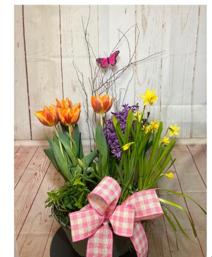 April Showers Bulbgarden