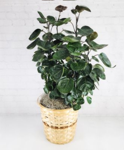 Aralia Fabian 