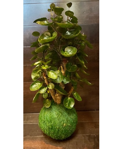 ARALIA FABIAN (LARGE) KOKEDAMA