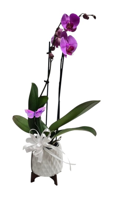 Architectural Orchid Plant Assorted Colors in Culpeper, VA | ENDLESS CREATIONS FLOWERS AND GIFTS