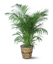 Areca Palm Plant 
