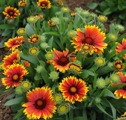 "Arizona Sun" Gaillardia 1 gallon pot