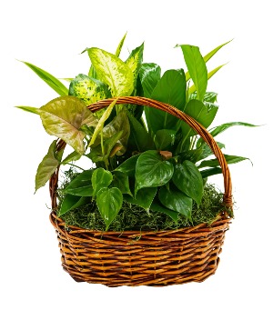 Around We Go Mixed Basket Arrangement