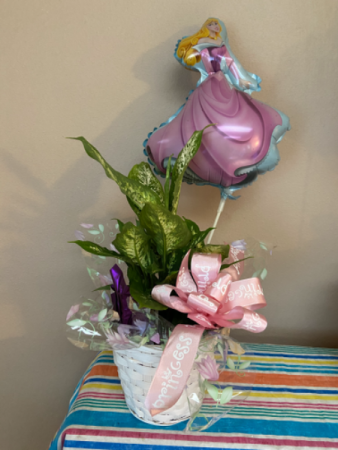 sleeping beauty plant  plant
