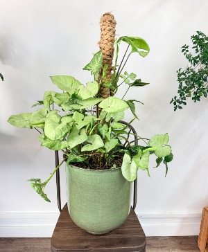 Arrowhead Plant  