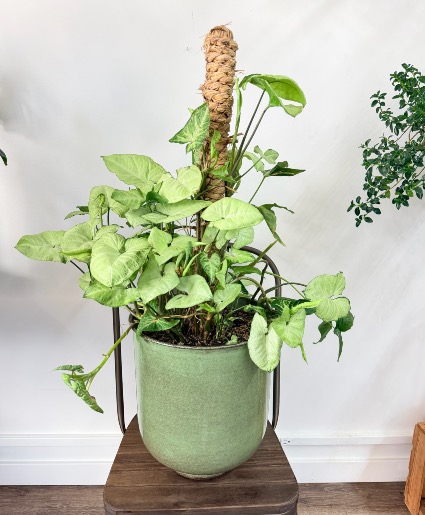Arrowhead Plant  