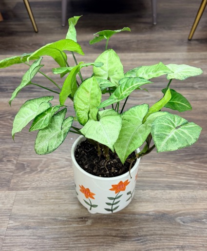 Arrowhead Plant 