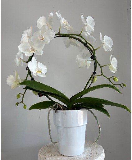 Artistica Infinity Orchid 5in Plant