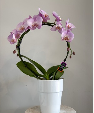 Artistica Infinity Orchid 5in Plant
