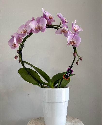 Artistica Infinity Orchid 5in Plant