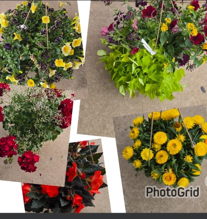 Assorted 11" Summer Annual Hanging Baskets 2 Baskets for $50.00