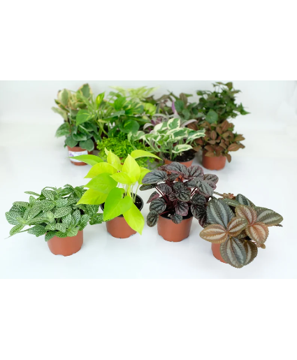 Assorted 4" Tropical House Plant $14.95 in store purchase only