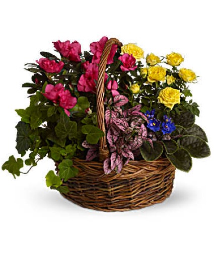 Assorted blooming Garden Basket 