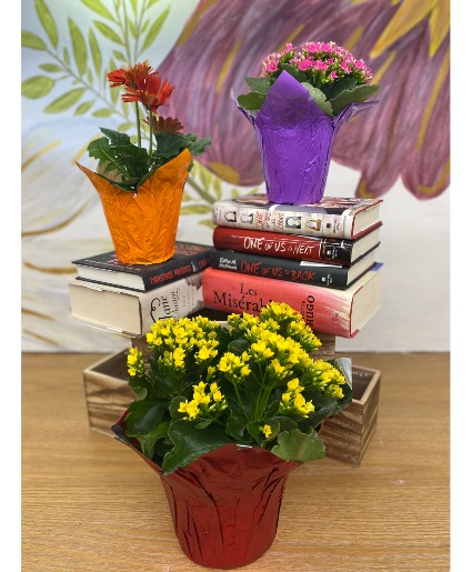 Assorted Blooming Plants 