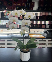 Orchid  Plant