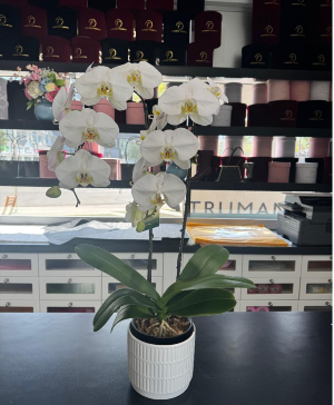 Orchid  Plant