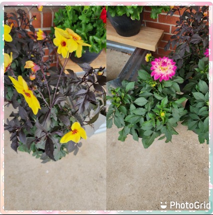 Assorted Dahlia's  2/ 10" Patio Planters
