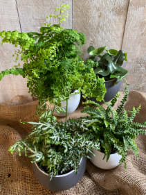 Button Fern AND Maiden Hair Fern  6" potted plants 
