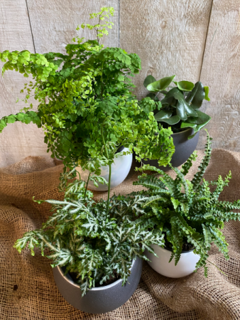 Button Fern AND Maiden Hair Fern  6" potted plants 