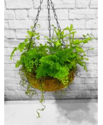 Assorted Ferns Hanging Planter Potted Plant