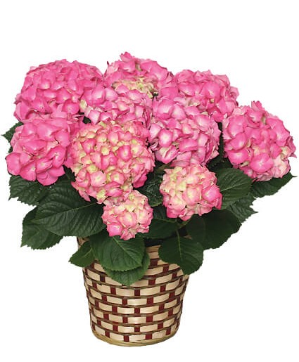 Assorted Hydrangea  assorted Blue, Purple and pink