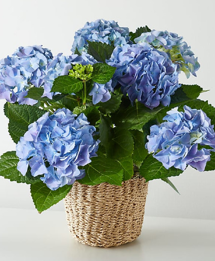 Assorted Hydrangeas  