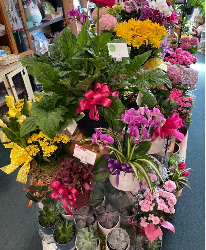 Assorted indoor and outdoor plants 