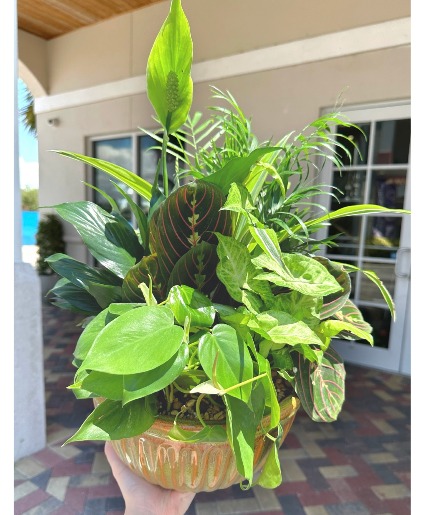 Assorted Live Dish Garden Live Plants
