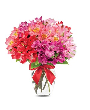 Assorted Peruvian Lilies 